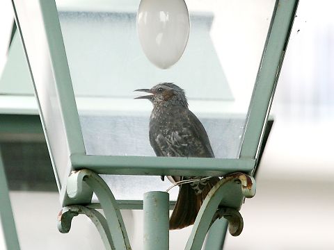 ヒヨドリ