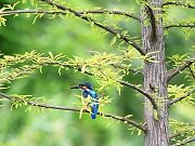 カワセミ