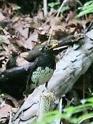 クロツグミ♂