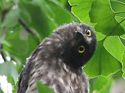 アオバズクの巣立ち雛