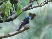 リュウキュウサンコウチョウ