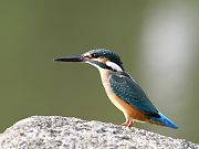 カワセミ