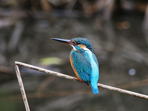 カワセミ