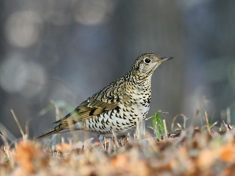 トラツグミ