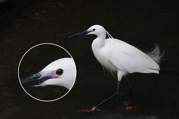 コサギ