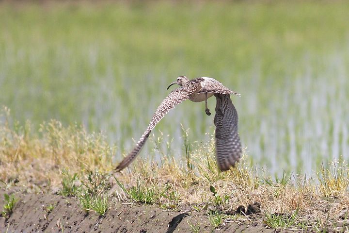 チュウシャクシギ