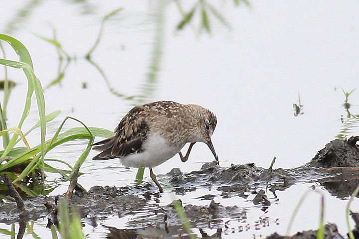 IWgEl
