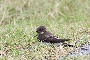 ショウドウツバメ
