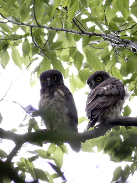 アオバズクの巣立ち雛