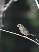 NW