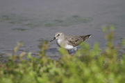 IWgEl