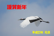 タンチョウ