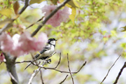 シジュウカラ