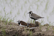 ムナグロとキョウジョシギ