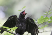 カラスの巣立ちビナ