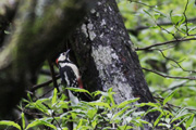 アカゲラ