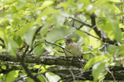 カワラヒワの巣立ち雛