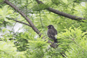 ムクドリ