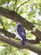 ツミの若鳥