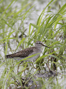 タカブシギ