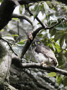 アオバズクの巣立ち雛