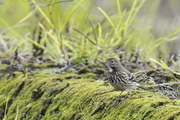 タヒバリの画像