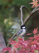 シジュウカラの画像
