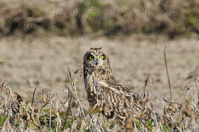 コミミズクの画像