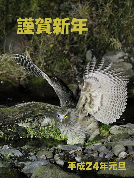 シマフクロウの画像