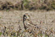 コミミズクの画像