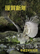 シマフクロウの画像