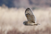 コミミズクの画像