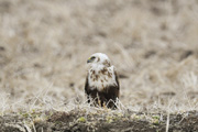 チュウヒの画像