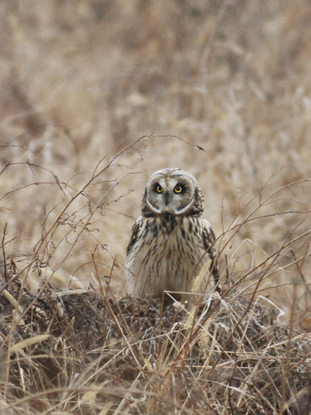 コミミズクの画像