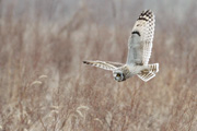 コミミズクの画像