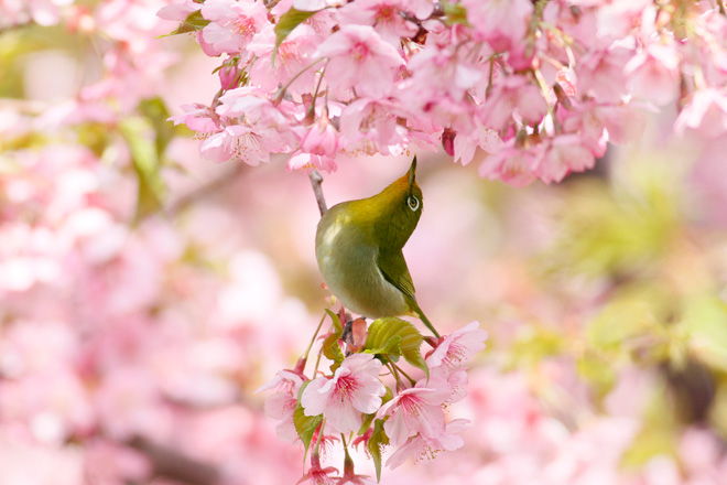 メジロの画像