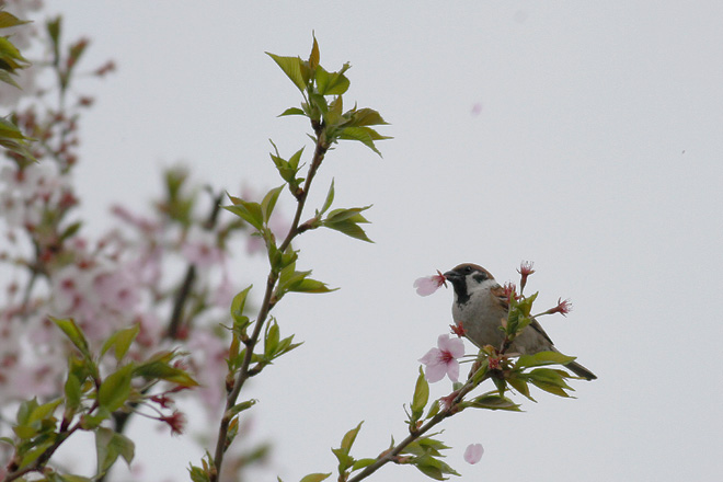 桜にスズメの画像