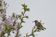 桜にスズメの画像