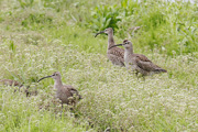チュウシャクシギの画像