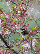 桜にツグミの画像