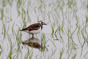 キョウジョシギの画像