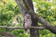 フクロウの画像
