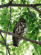 アオバズクの画像