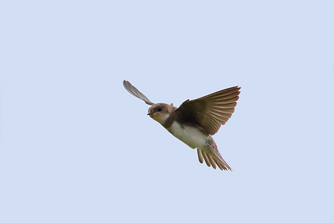 ショウドウツバメの画像