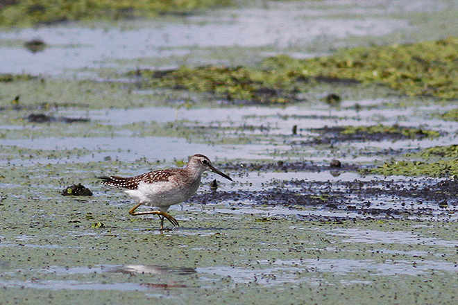 タカブシギの画像