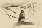 ノスリの画像