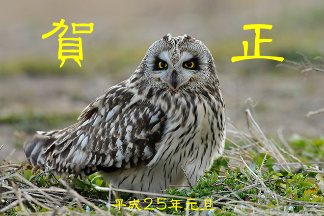 コミミズクの画像