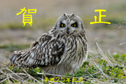 コミミズクの画像