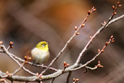 散歩道の鳥たちの画像