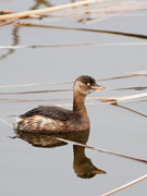 沼のほとりの鳥たちの画像